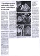 Viedos autctonos padecen as viroses de maior incidencia econmica.