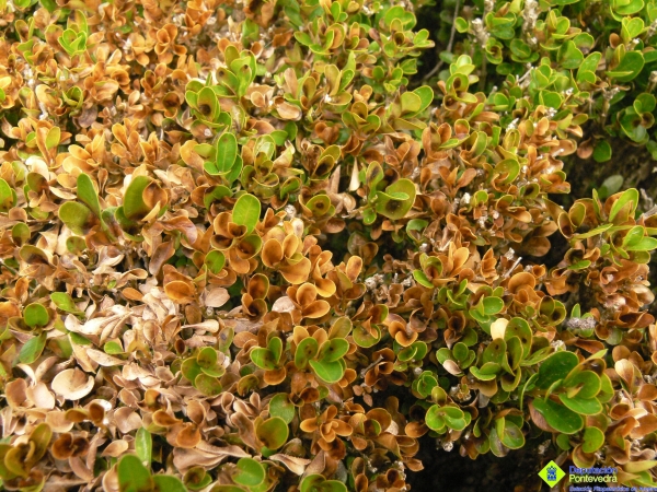 Secado de follas por Cylindrocladium buxicola