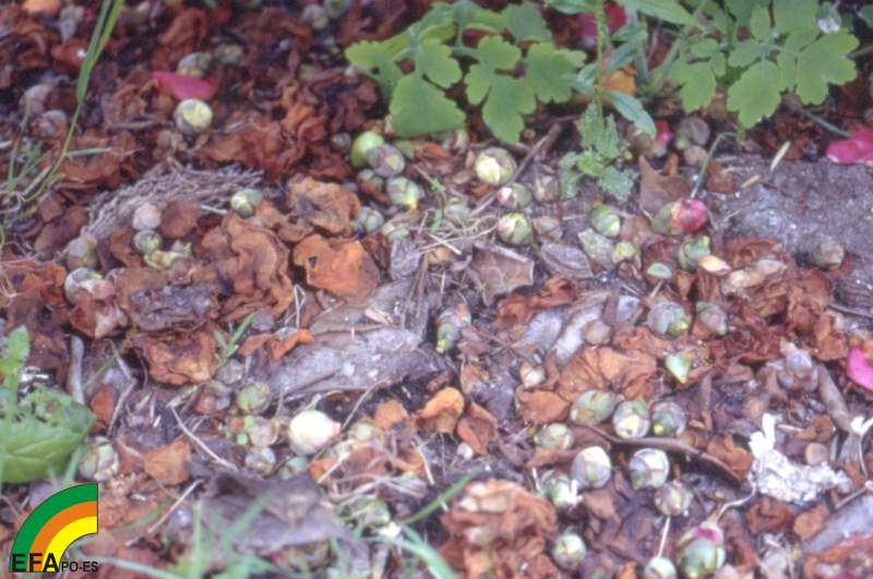 Caída masiva de botóns florais de camelia afectados polo ácaro Cosetacus camelliae