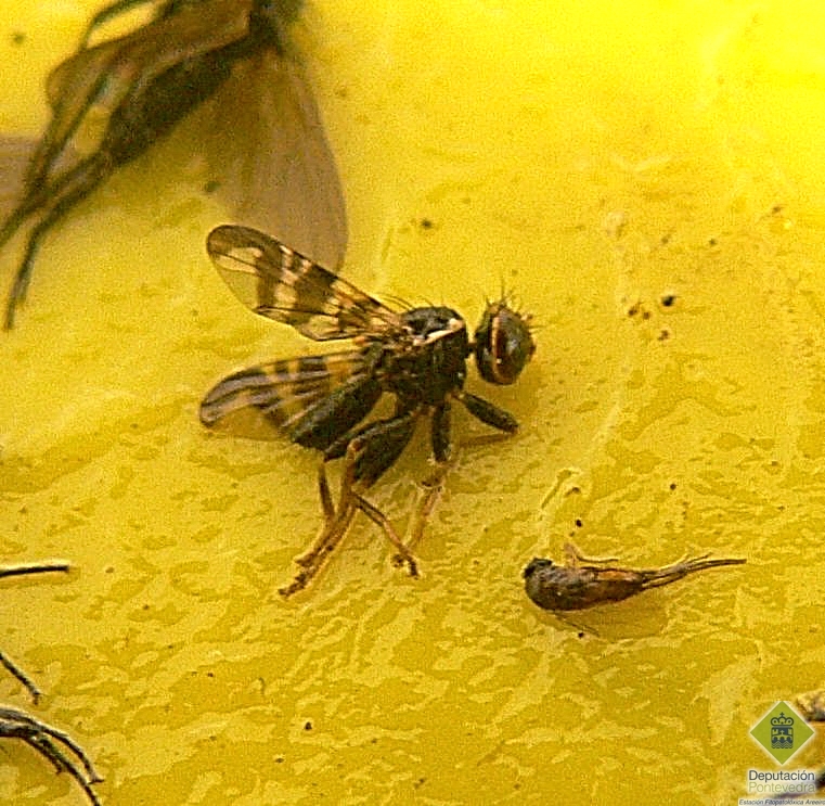 Adulto da mosca da cerdeira en trampa amarela