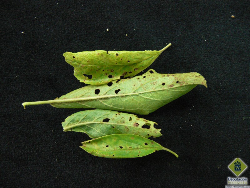 Follas de ameixeira con sntomas de cribado