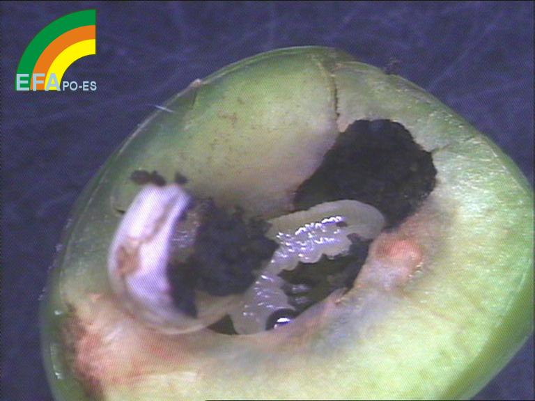 Larva de Hoplocampa minuta en froito de cirola