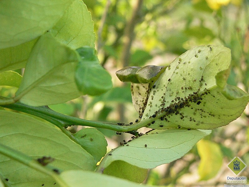 Colonia de Toxoptera sp no revs da folla do limoeiro