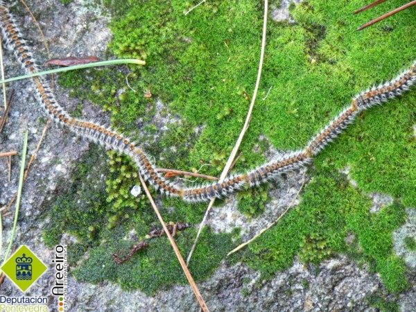 Thaumetopoea pytiocampa (Procesionaria) - Eirugas de Thaumetopoea pytiocampa en procesin