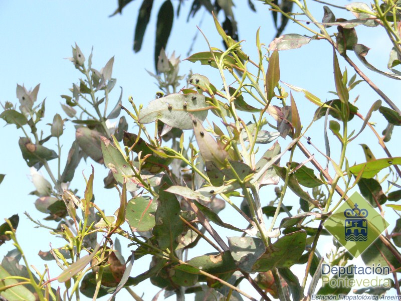Ootecas de Gonipterus nun gromo de eucalipto