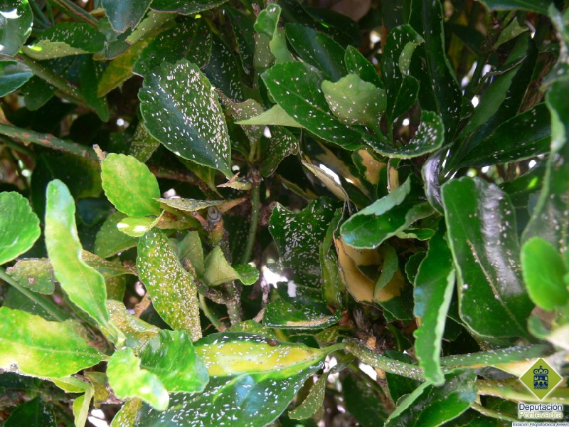 Machos de Unaspis euonymi en follas e gromos