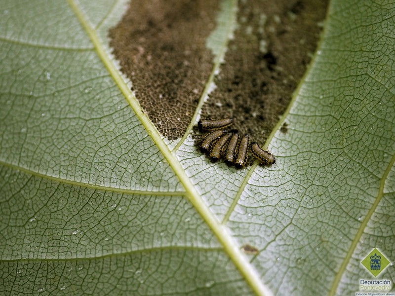 Larvas de crisomlido en folla de chopo