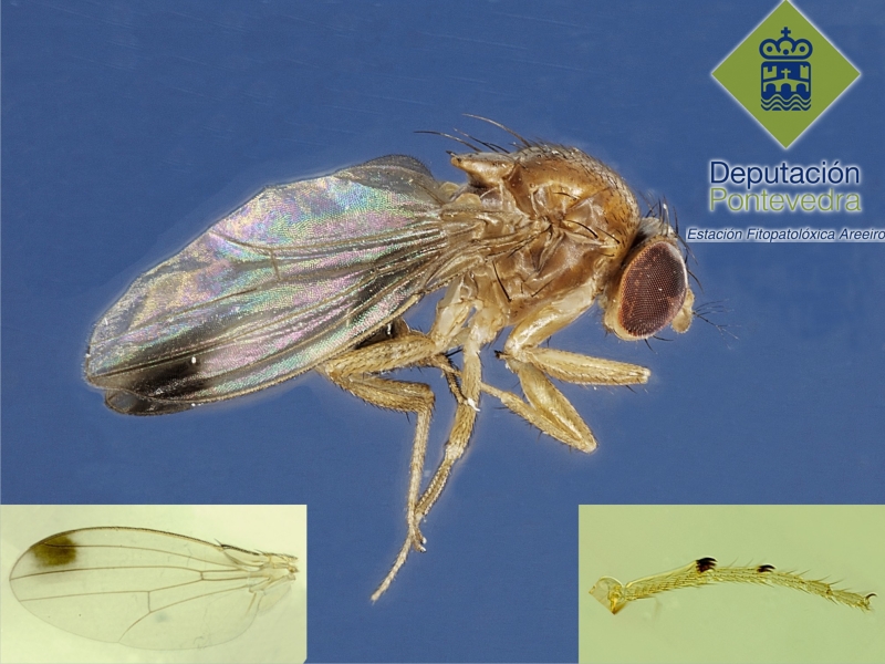 Macho de Drosophila  suzukii e detalles característicos