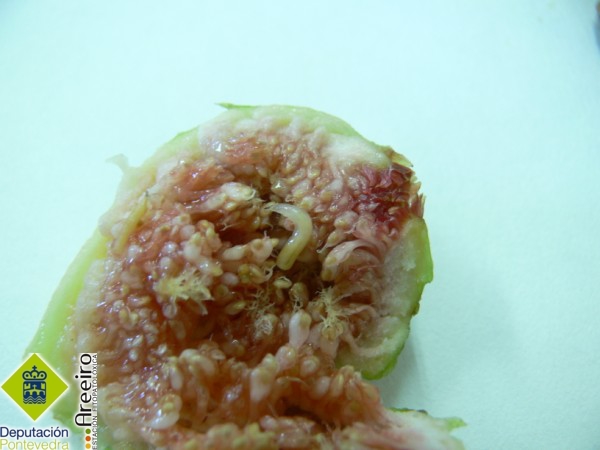 Mosca negra / Mosca Mediterrnea - Larva en froito