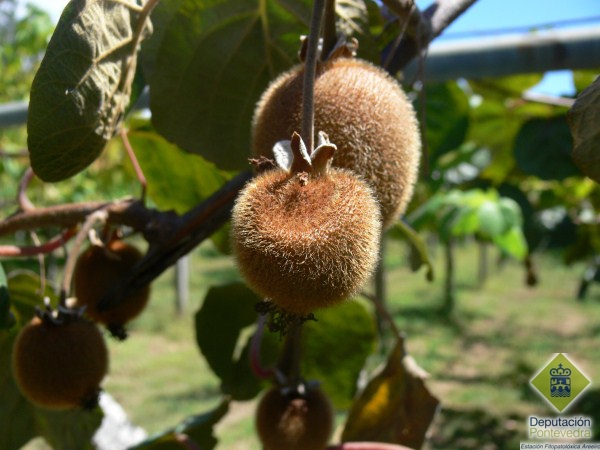 Golpe de sol en froito de kiwi