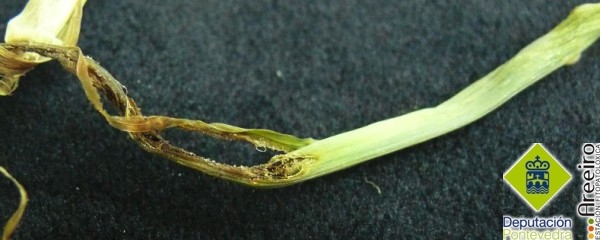 Detalle de daos de gusanos de alambre en planta de maiz