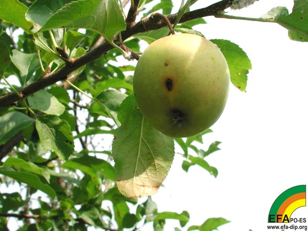Carpocapsa pomonella - Sntoma del ataque de larva (penetracin) en fruto