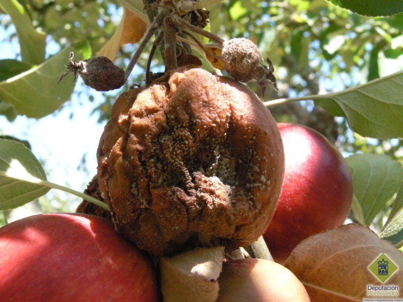 Manzana con penetracin larvaria y pudricin posterior