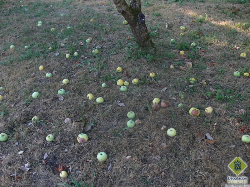 Manzanas en el entorno de un manzano en fase de pudricin