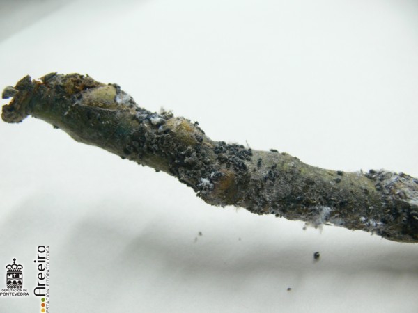 Eriosoma lanigerum -  Pulgn Lanxero parasitado
