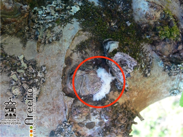 Eriosoma lanigerum - Colonia de pulgon lanigero