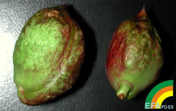 Taphrina deformans- Sintomas de lepra en fruto de nectarina