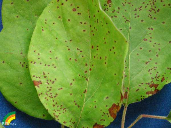 Sntomas de Entomosporium maculatum sobre hoja de membrillo