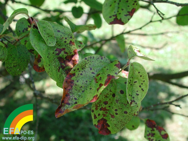 Sntomas de Entomosporium maculatum sobre folla de marmeleiro