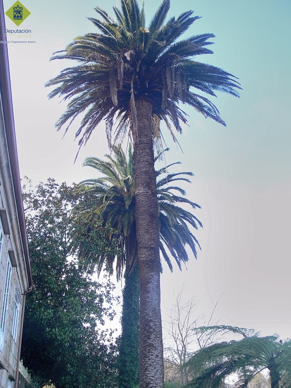 Rhynchophorus ferrugineus - La altura de las palmeras dificulta la observacin de los sntomas