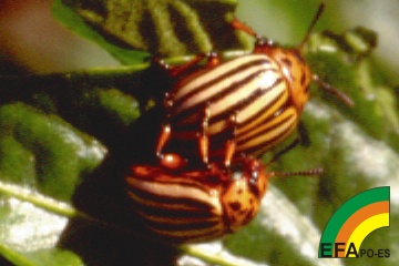 Leptinotarsa decemlineata- Escarabajo de la patata