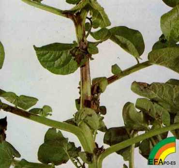 Phytophthora infestans - Sntomas en planta de Mildiu de la patata