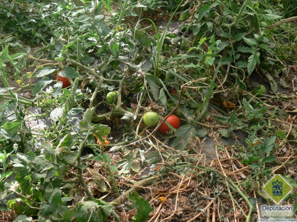 Restos de cultivo de tomate que deben eliminarse para reducir invernacin de Tuta absoluta