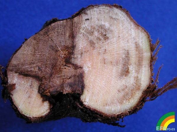 Alteracin de la madera (complejo eutypa y complejo yesca)