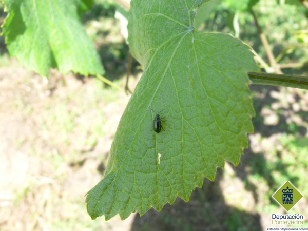 Adulto de Altica quercetorum en folla de vid