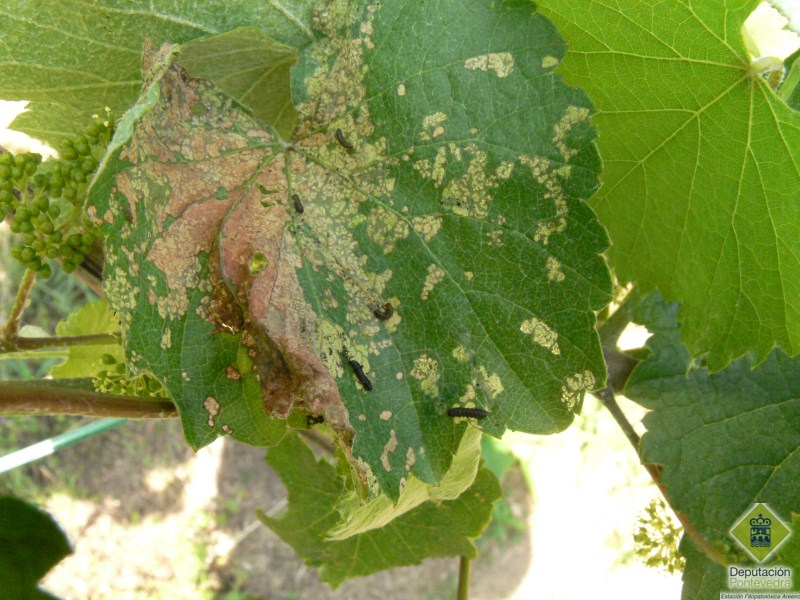Folla de albario con larvas de ltimo estadio e danos de Altica