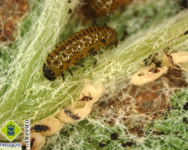 Ovos eclosionados e larva de Altica