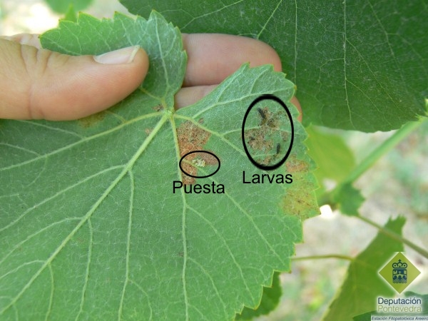 Posta e larvas de diferentes estadios en folla de albario