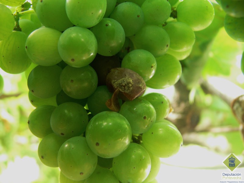Gran de uva con ataque de botrite