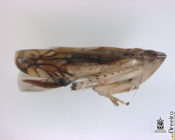 Cicadlidos - Hembra de Scaphoideus titanus
