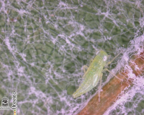 Larva de Cicadlido