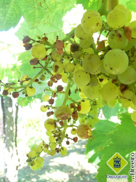 Daos por pjaros en uvas en fase de maduracin