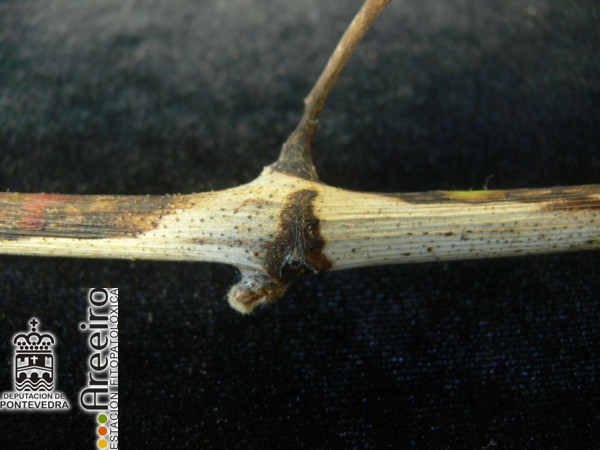 Phomopsis viticola (Excoriosis) - Sntomas en sarmiento