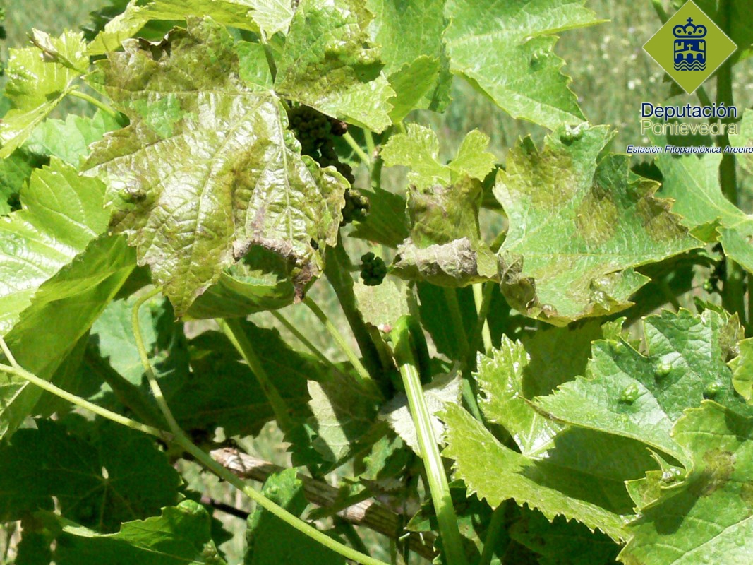 Brote de folla redonda con hojas afectadas de mildiu