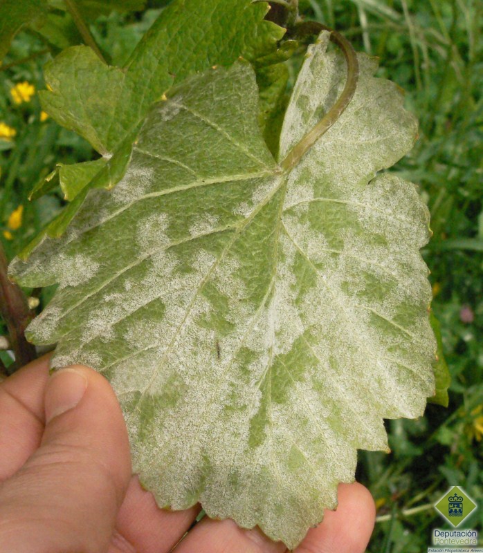 Esporulacin de mildiu en planta sin tratamientos