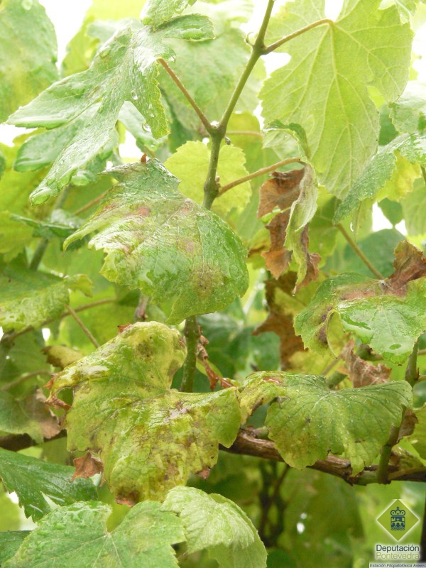 Manchas de mildeu de diferente antigidade en planta sen tratamentos