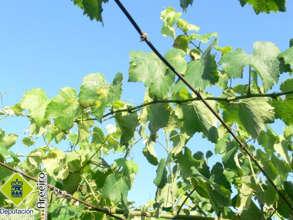 Plasmopara vitcola - Gromo con manchas en follas tenras.
