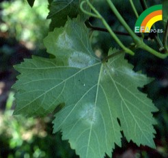 Plasmopara viticola - Sntoma de Mildiu: Esporulacin en envs de hoja