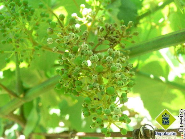 Plasmopara viticola - Fructificacin en racimo
