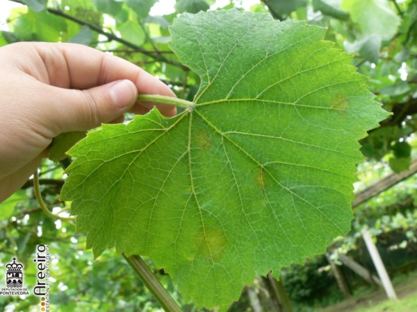 Plasmopara vitícola - Síntomas incipientes nunha folla